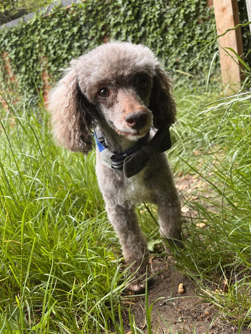 A silver-grey miniature poodle standing in long grass after a groom, face shaped and ears fluffy