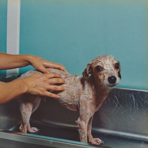 A small dog being bathed and shampooed
