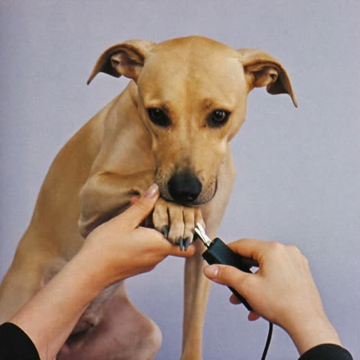 A dog's nails being clipped